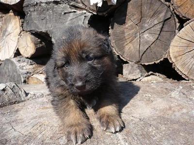 Puppies in RI